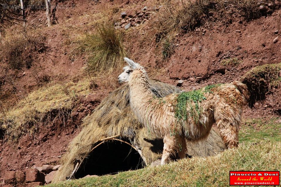 PERU - Lama - 4.jpg